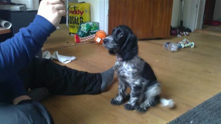 Cocker spaniel Leah billede 3