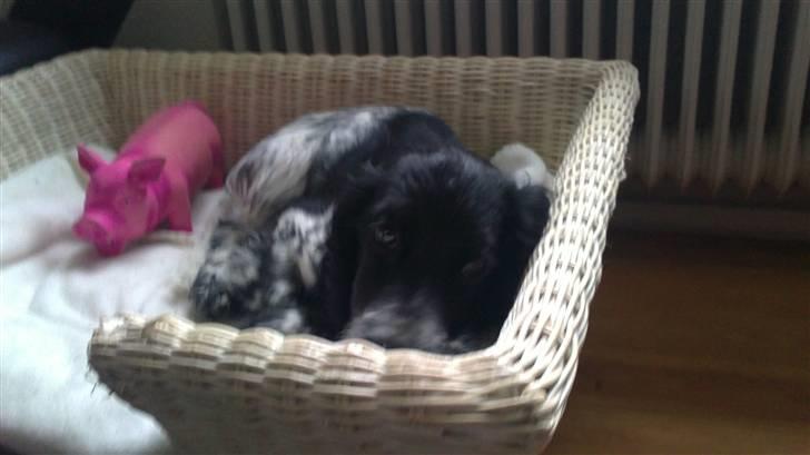 Cocker spaniel Leah billede 4