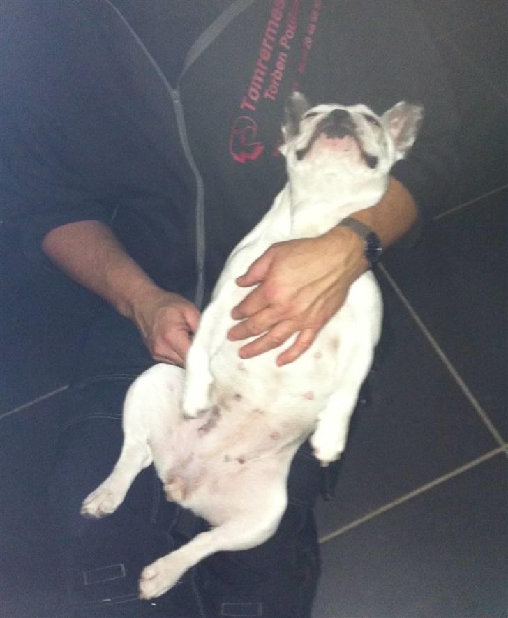 Fransk bulldog Malou - Noget af det bedste jeg ved er at sove... :-) billede 19