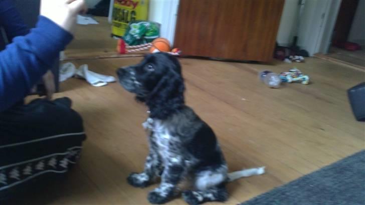 Cocker spaniel Leah billede 5