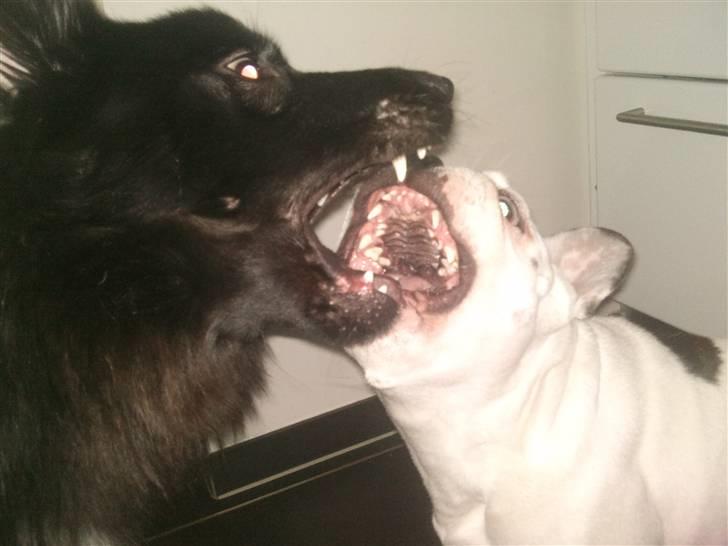 Fransk bulldog Malou - Men jeg har altså ikke særlige pæne tænder. :-D billede 20