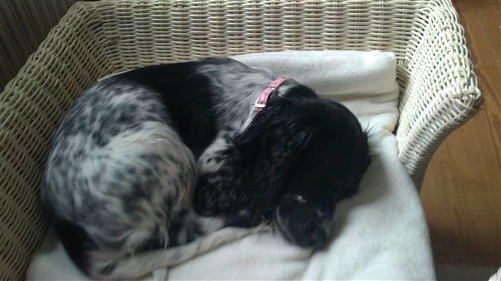 Cocker spaniel Leah billede 6