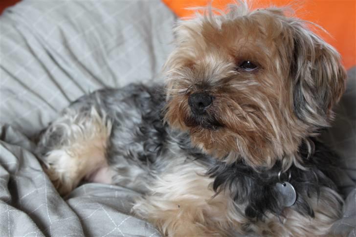 Yorkshire terrier Buster (Delehund) billede 8