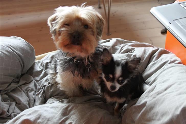 Yorkshire terrier Buster (Delehund) - Mig og min bedste ven :) billede 9