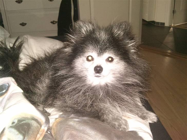Pomeranian Toby, R.I.P min lille stjerne.  billede 9