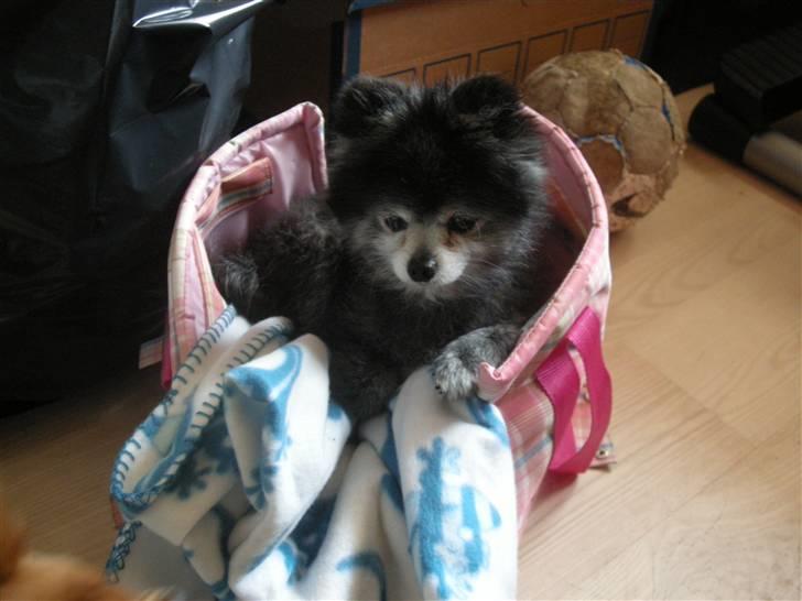 Pomeranian Toby, R.I.P min lille stjerne.  - Har lige lånt min venindes kurv. :-) billede 10