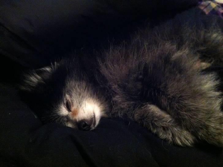 Pomeranian Toby, R.I.P min lille stjerne.  billede 11