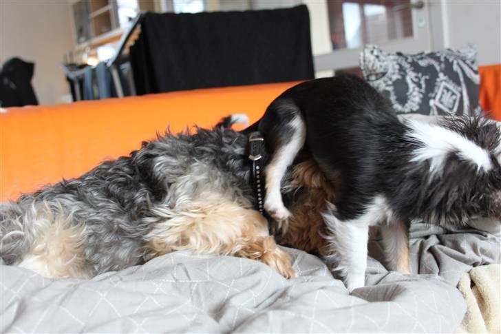 Yorkshire terrier Buster (Delehund) - Hop ned af mit hovede Coco !! :D billede 10