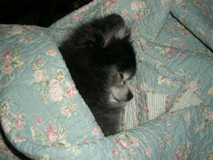 Pomeranian Toby, R.I.P min lille stjerne.  - Jeg sover meget nu hvor jeg er blevet lidt gammel. :-) billede 12
