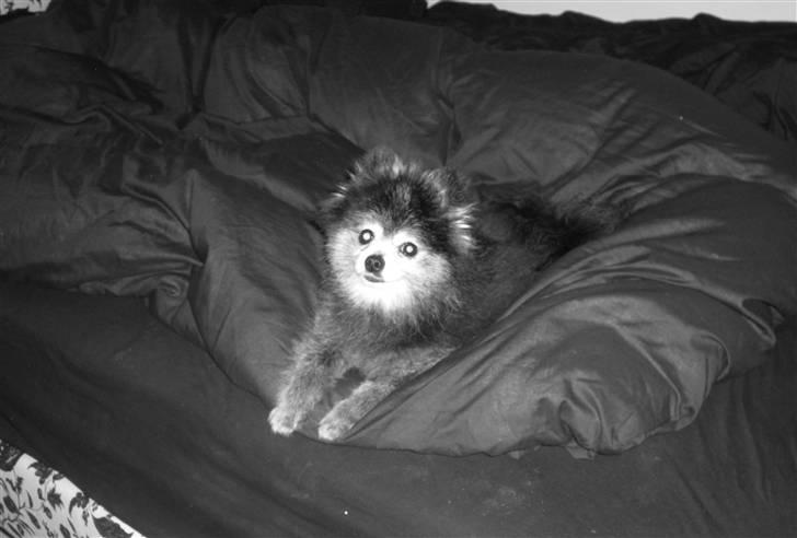 Pomeranian Toby, R.I.P min lille stjerne.  - :-) billede 13