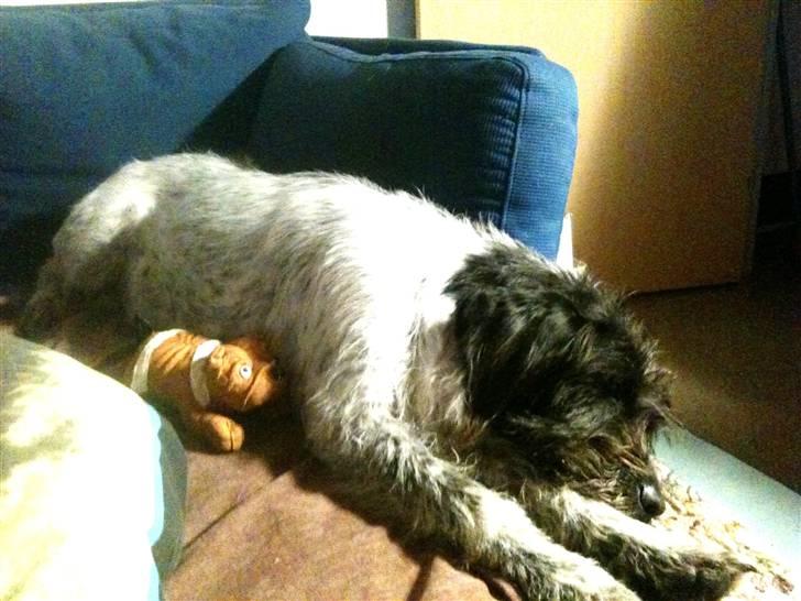 Blanding af racer Rollo (: - Putter med king :)<3 billede 15