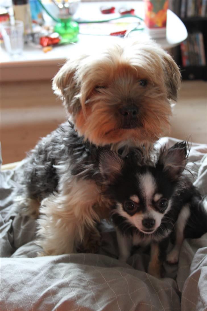 Yorkshire terrier Buster (Delehund) billede 11