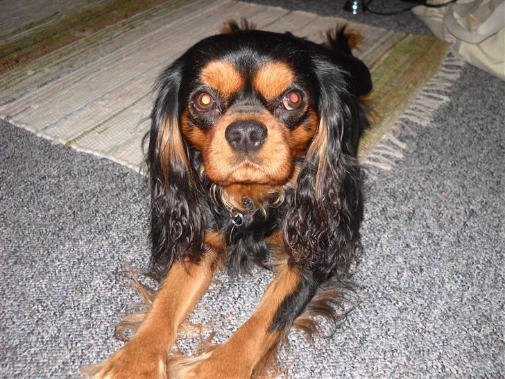 Cavalier king charles spaniel Hannibal billede 2