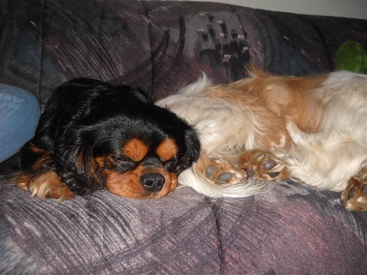 Cavalier king charles spaniel Hannibal billede 3