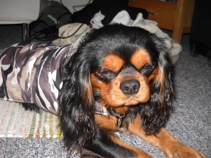 Cavalier king charles spaniel Hannibal billede 4