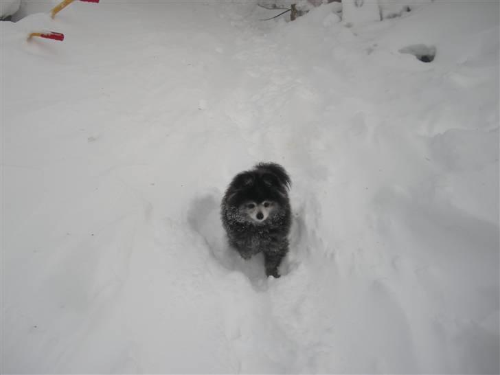 Pomeranian Toby, R.I.P min lille stjerne.  - Jeg kan næsten ikke komme til. :-) billede 14