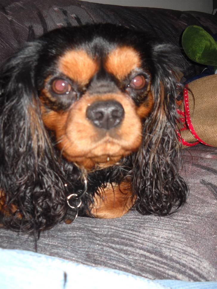 Cavalier king charles spaniel Hannibal billede 5