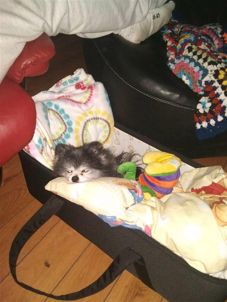Pomeranian Toby, R.I.P min lille stjerne.  - Lucas´ lift er bare sagen. :-) billede 15