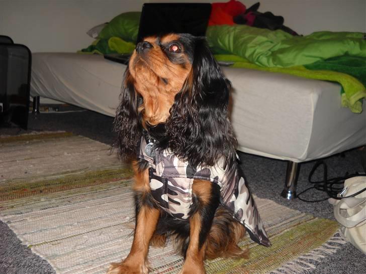 Cavalier king charles spaniel Hannibal billede 6