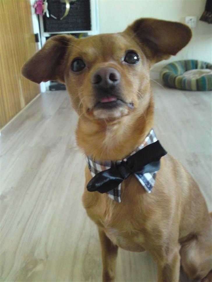 Prazsky krysarik Bumle billede 7