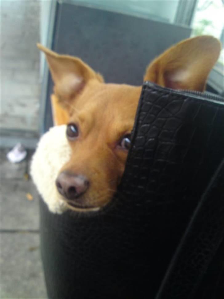 Prazsky krysarik Bumle billede 8