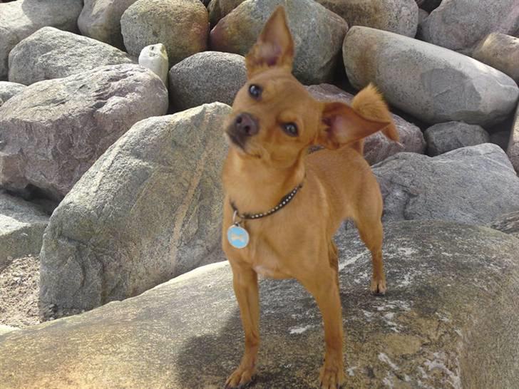 Prazsky krysarik Bumle billede 9