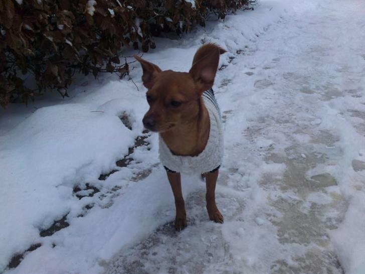 Prazsky krysarik Bumle billede 10