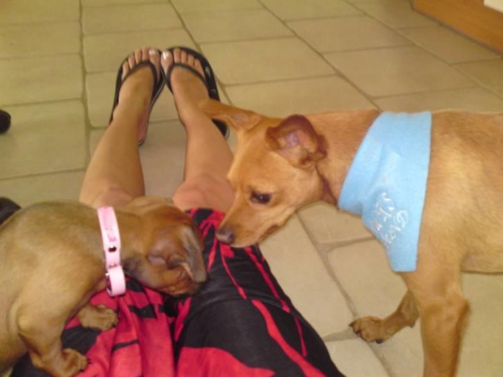 Prazsky krysarik Bumle billede 11