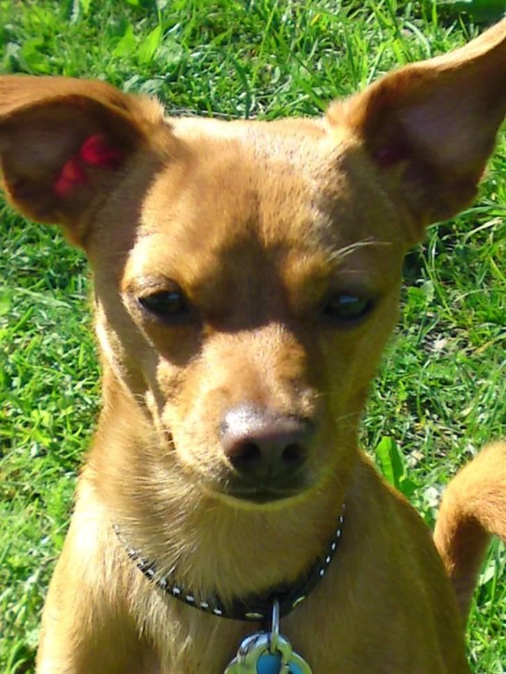 Prazsky krysarik Bumle billede 12