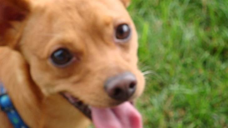 Prazsky krysarik Bumle billede 13