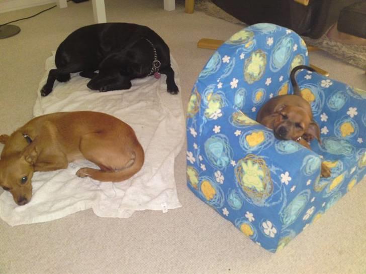 Prazsky krysarik Bumle billede 14