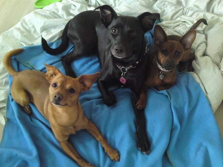 Prazsky krysarik Bumle billede 15