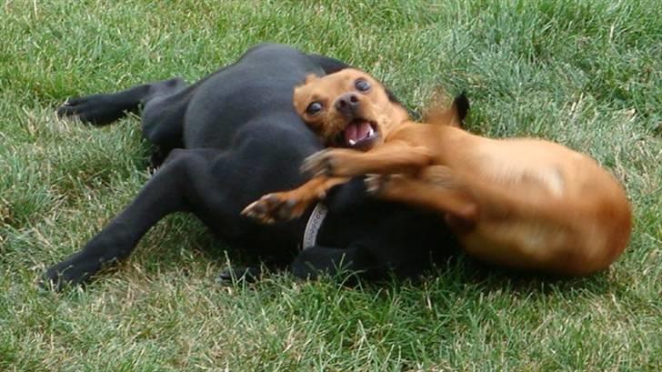 Prazsky krysarik Bumle billede 16