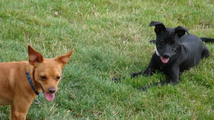 Prazsky krysarik Bumle billede 17