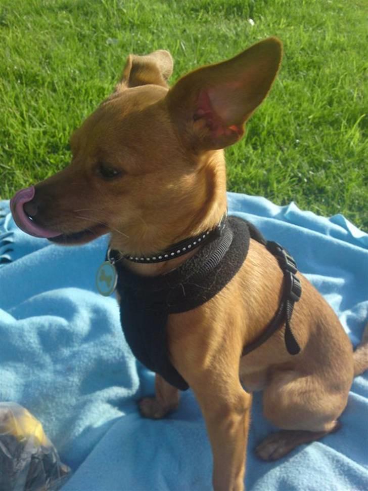 Prazsky krysarik Bumle billede 18