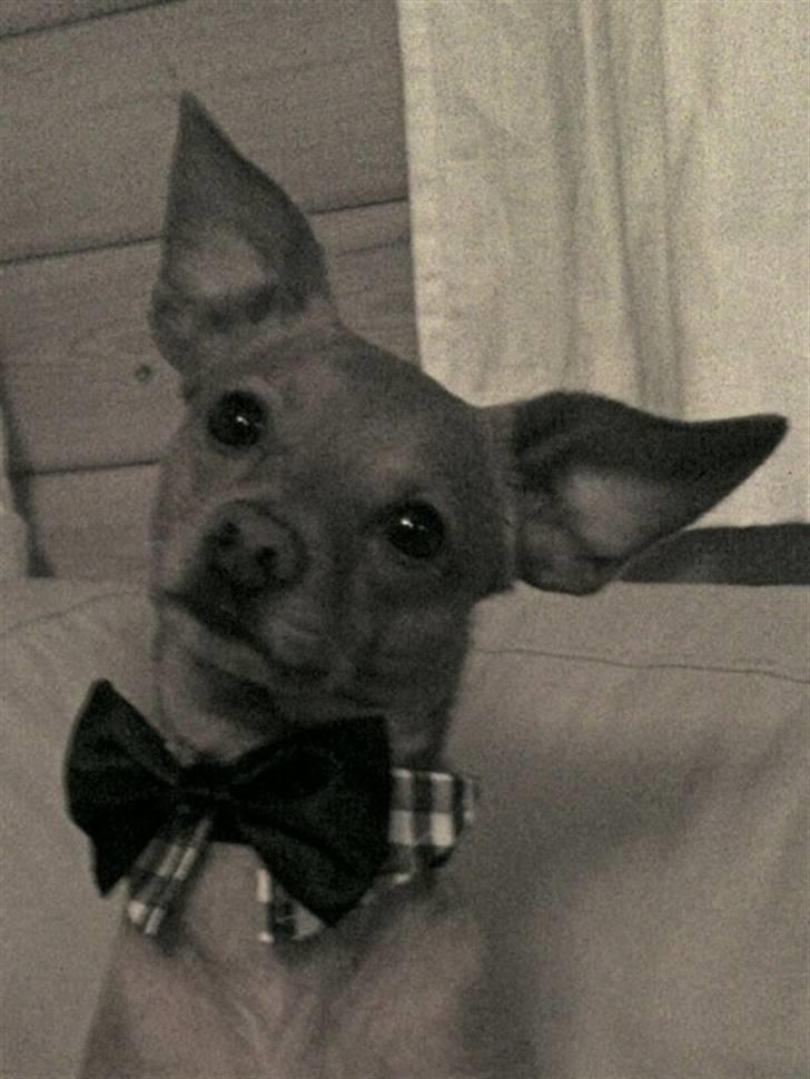 Prazsky krysarik Bumle billede 19