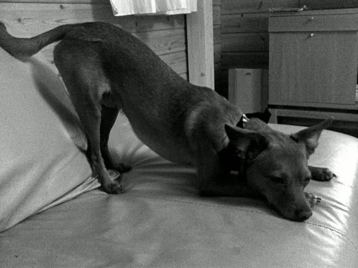 Prazsky krysarik Bumle billede 20