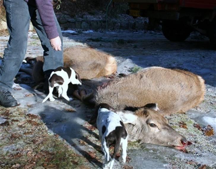 Gammel dansk hønsehund Nuggi - Fnuggi, tættest på kameraet, ser et rådyr an for første gang  :D billede 3