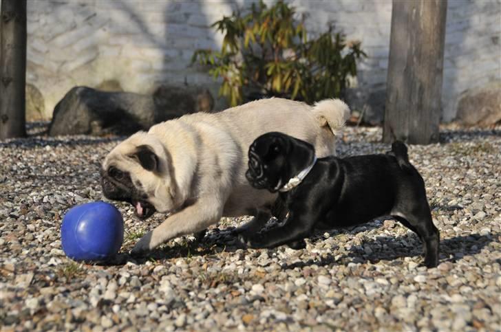 Mops Asta - Første gang i Karrebæksminde 26.02.11 billede 12