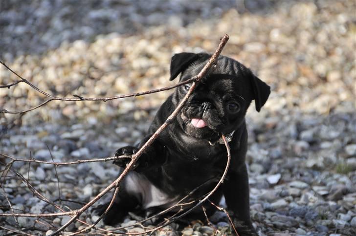Mops Asta - åh.. dumme pind... billede 13