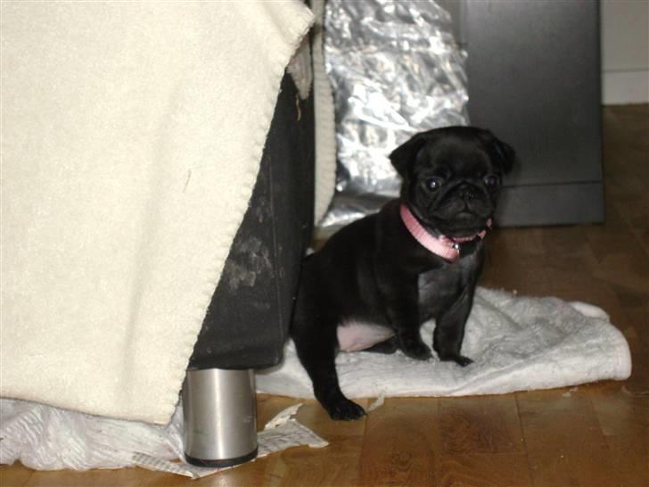 Mops Asta - 6 uger billede 14