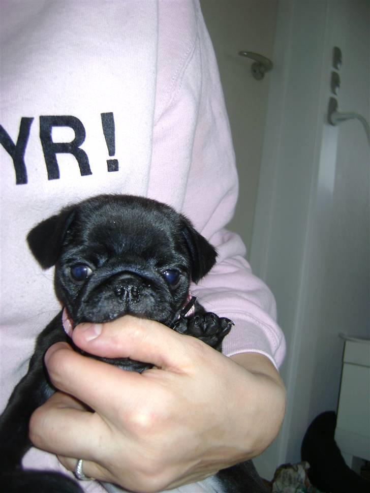 Mops Asta - 6 uger billede 15