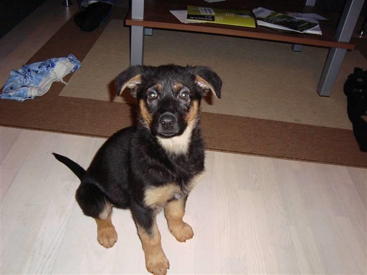 Schæferhund Luna billede 1