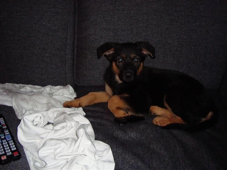 Schæferhund Luna billede 3