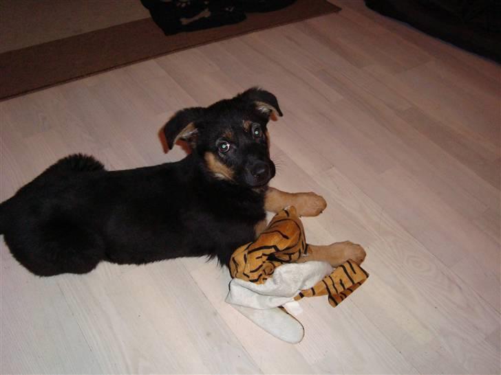 Schæferhund Luna billede 4