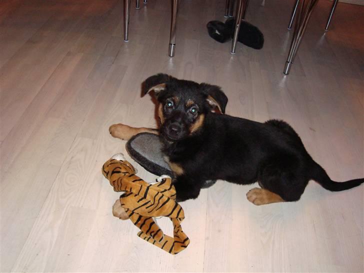 Schæferhund Luna billede 5