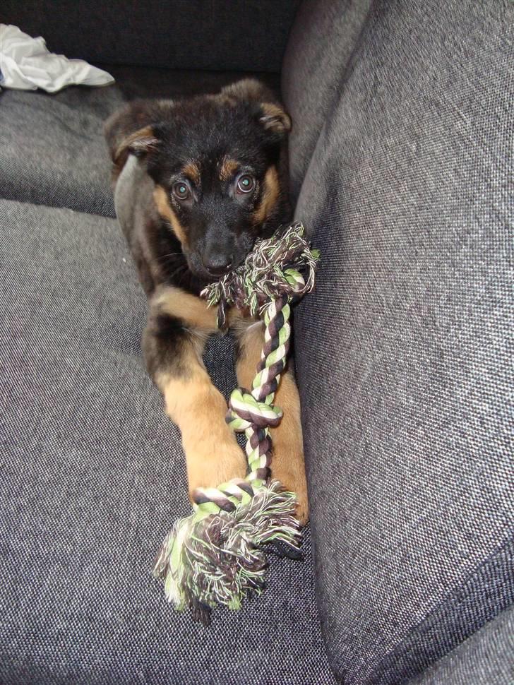 Schæferhund Luna billede 6