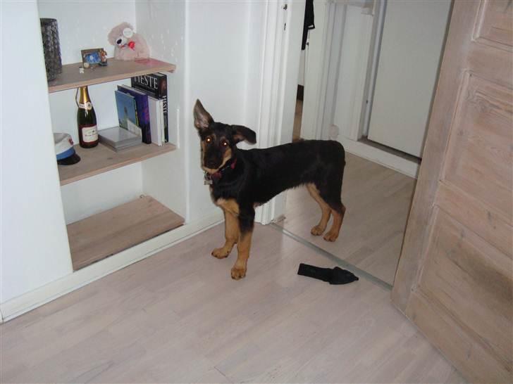 Schæferhund Luna - April 2011 billede 7