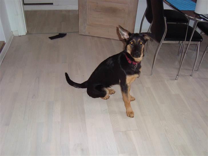 Schæferhund Luna - April 2011 billede 8