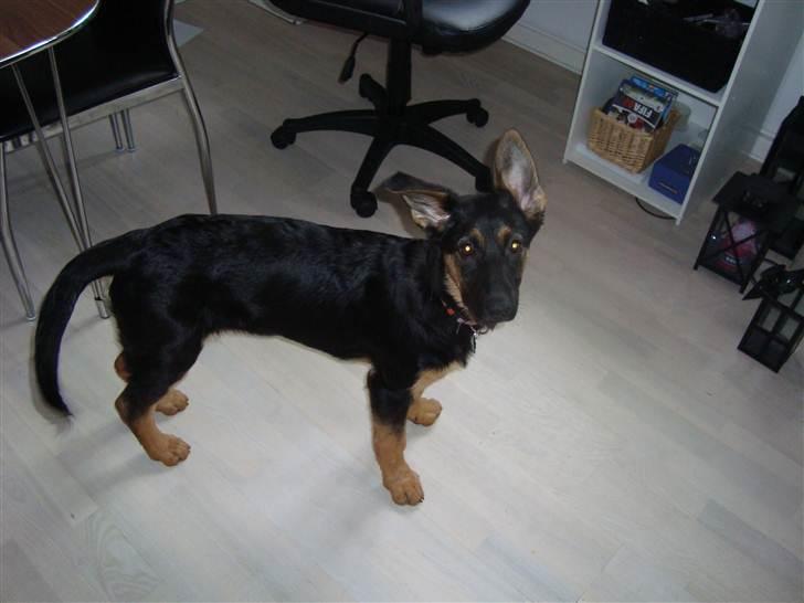 Schæferhund Luna billede 9